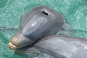 Дельфіни і кити можуть сумувати мертвих Дельфіни і кити можуть сумувати мертвих